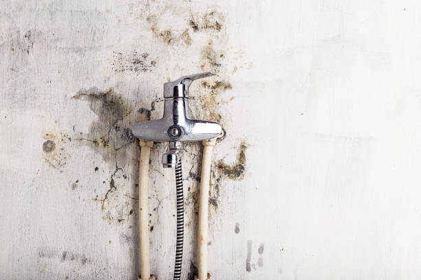 Best Mold Remediation for Schools in Rainsville, AL