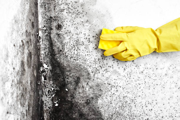 Best White Mold Remediation in Rainsville, AL