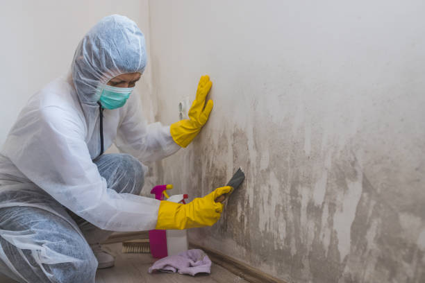 Best Commercial Mold Remediation in Rainsville, AL