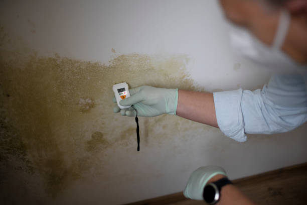 Best Emergency Mold Remediation in Rainsville, AL
