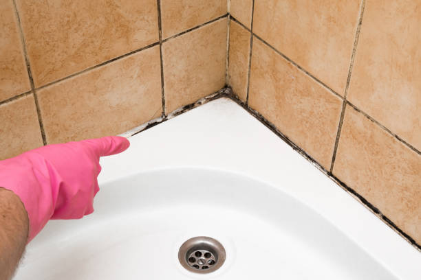 Best Attic Mold Remediation in Rainsville, AL